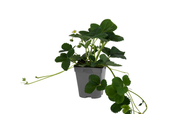 Plant de fraisier remontant mount everest pot 0,5 l