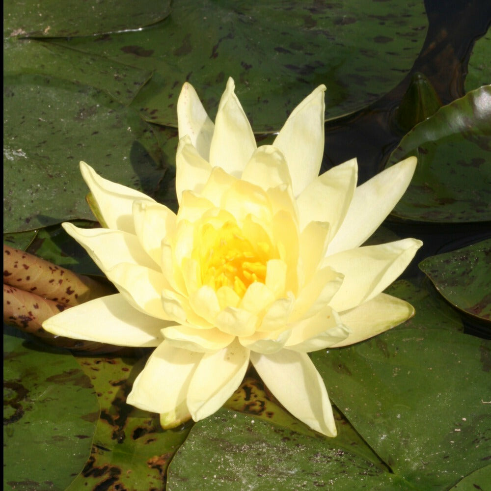 Nénuphar joey tomacick - le pot / ø 9cm