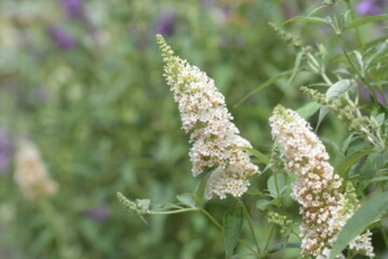 Buddleja candy 'little white' c4l.