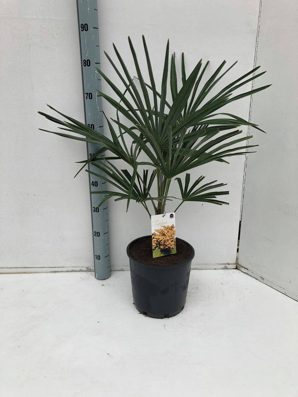 Kit 3 trachycarpus fortunei pour création de bosquet