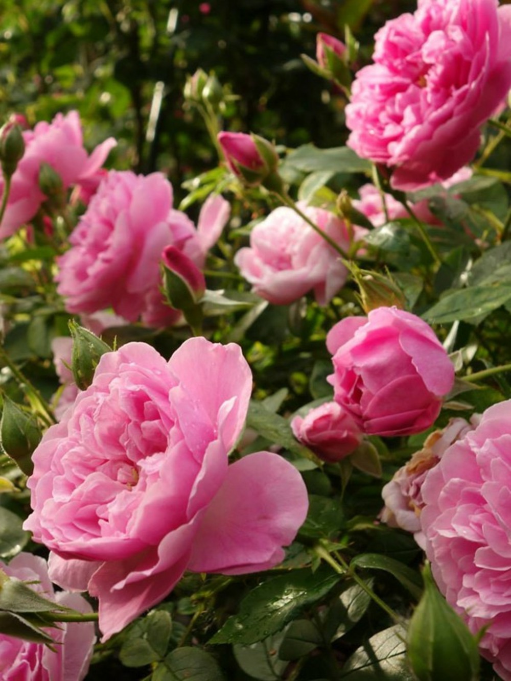 Rosier anglais 'harlow carr' pot de 4l/5l