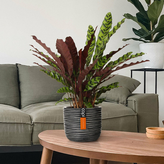 Calathéa insigne - le pot / ø 14cm / hauteur livrée 45-55cm, vendu par lot de 2