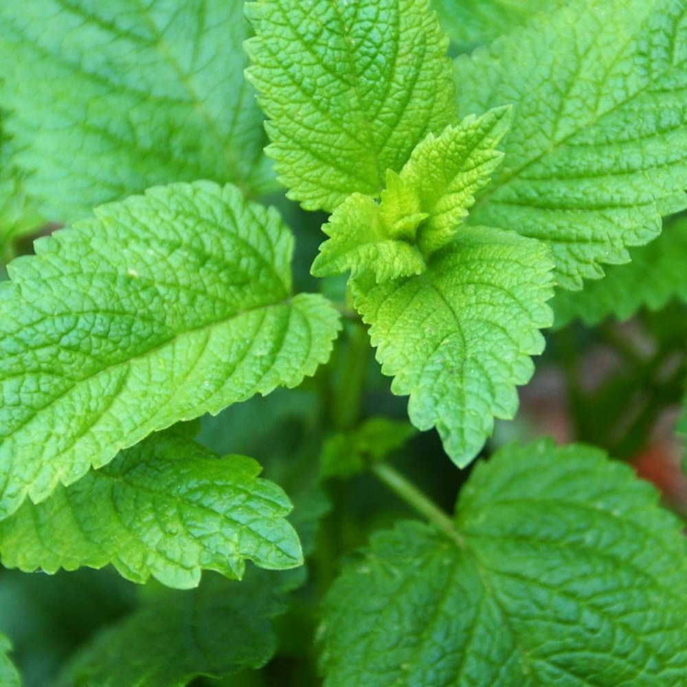 Graines de melisse officinale - vilmorin sachet