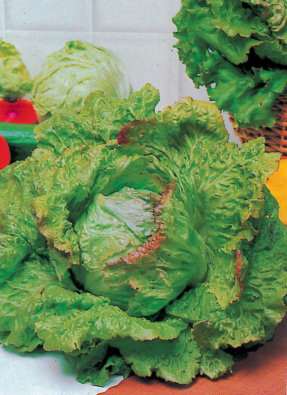 Laitue batavia blonde a bord rouge - 3 g