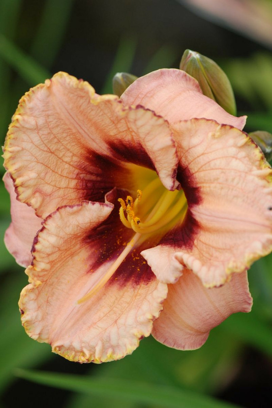 Hémérocalle 'rock solid' - en pot de 2 litres