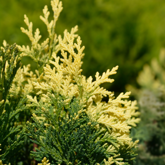 Faux-cyprès de lawson pygmaea argentea - chamaecyparis lawsoniana pygmaea argentea 15/25cm pot 2,5l