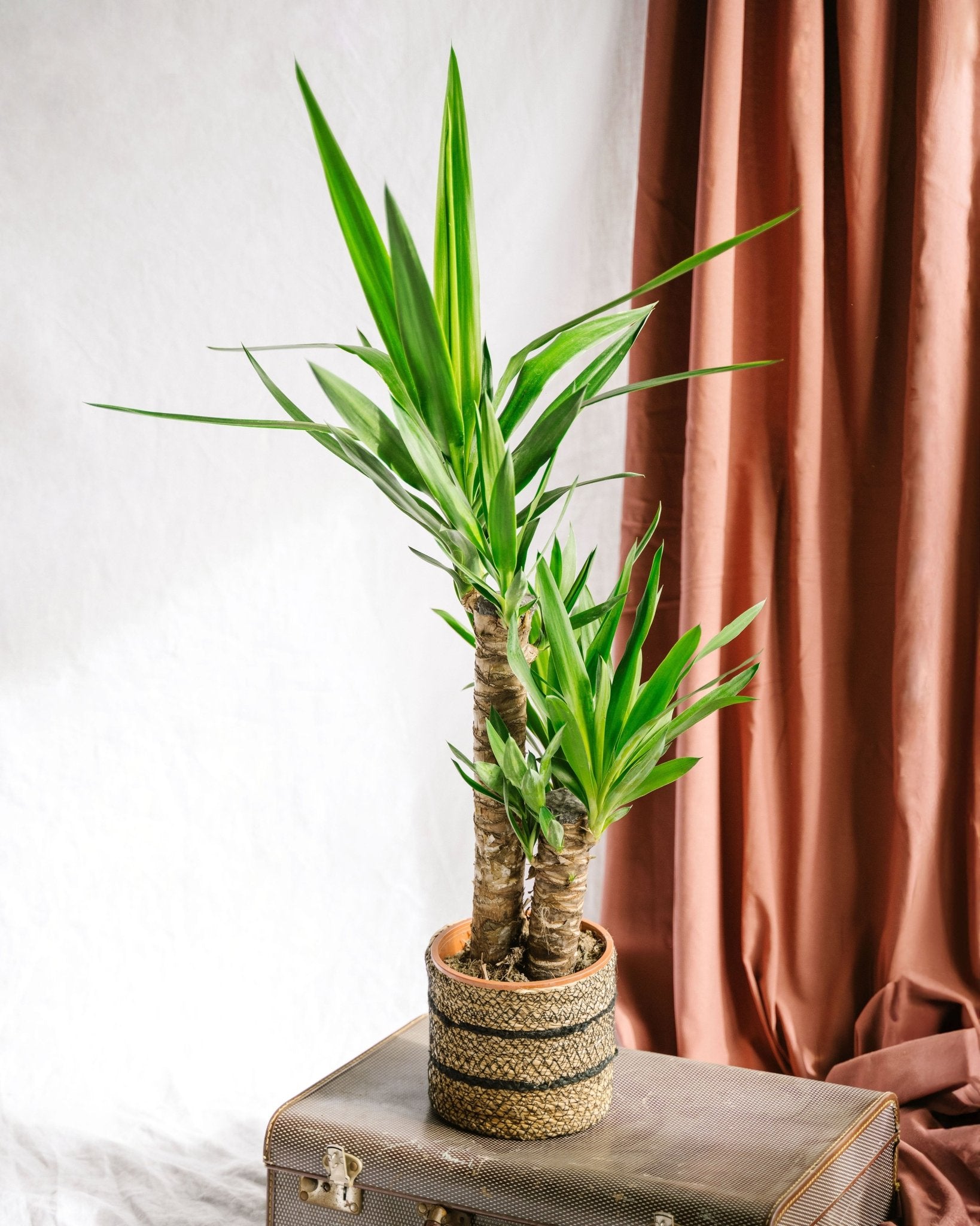 Plante d'intérieur - yucca h80cm 80cm