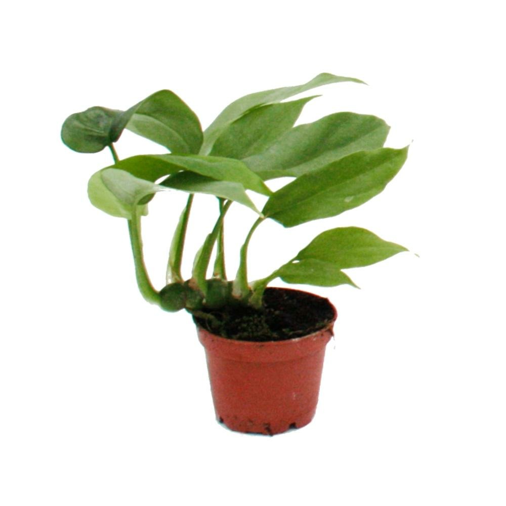 Mini plante - monstera minima - feuille de fenêtre grimpante - bébé plante dans un pot de 5,5 cm