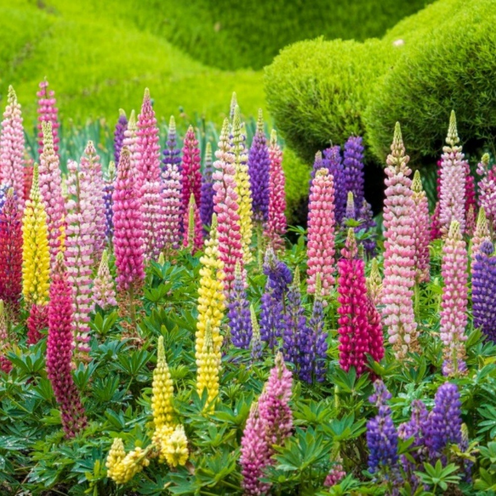 Graines de fleurs, graines de lupin à couleurs mixtes, environ 50 graines par paquet, 5 paquets