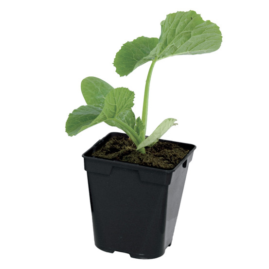 Plant de courge butternut ripor pot 0,5 l