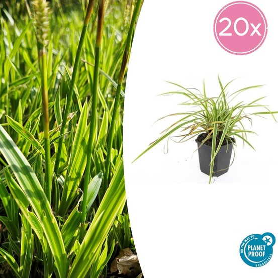 Carex laîche morrowii 'aureovariegata' x20 – entre 1,25 et 1,67m2