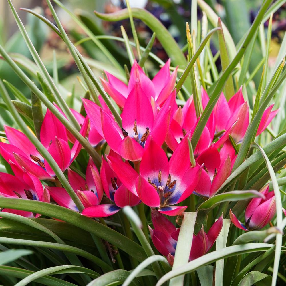 Tulipe botanique 'little beauty' bulbe calibre 6+ (par 10)