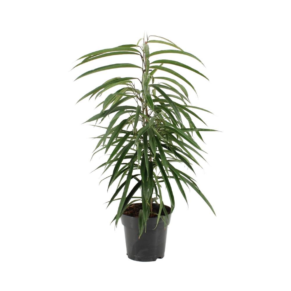 Plante d'intérieur - ficus binnendijkii alii 70.0cm