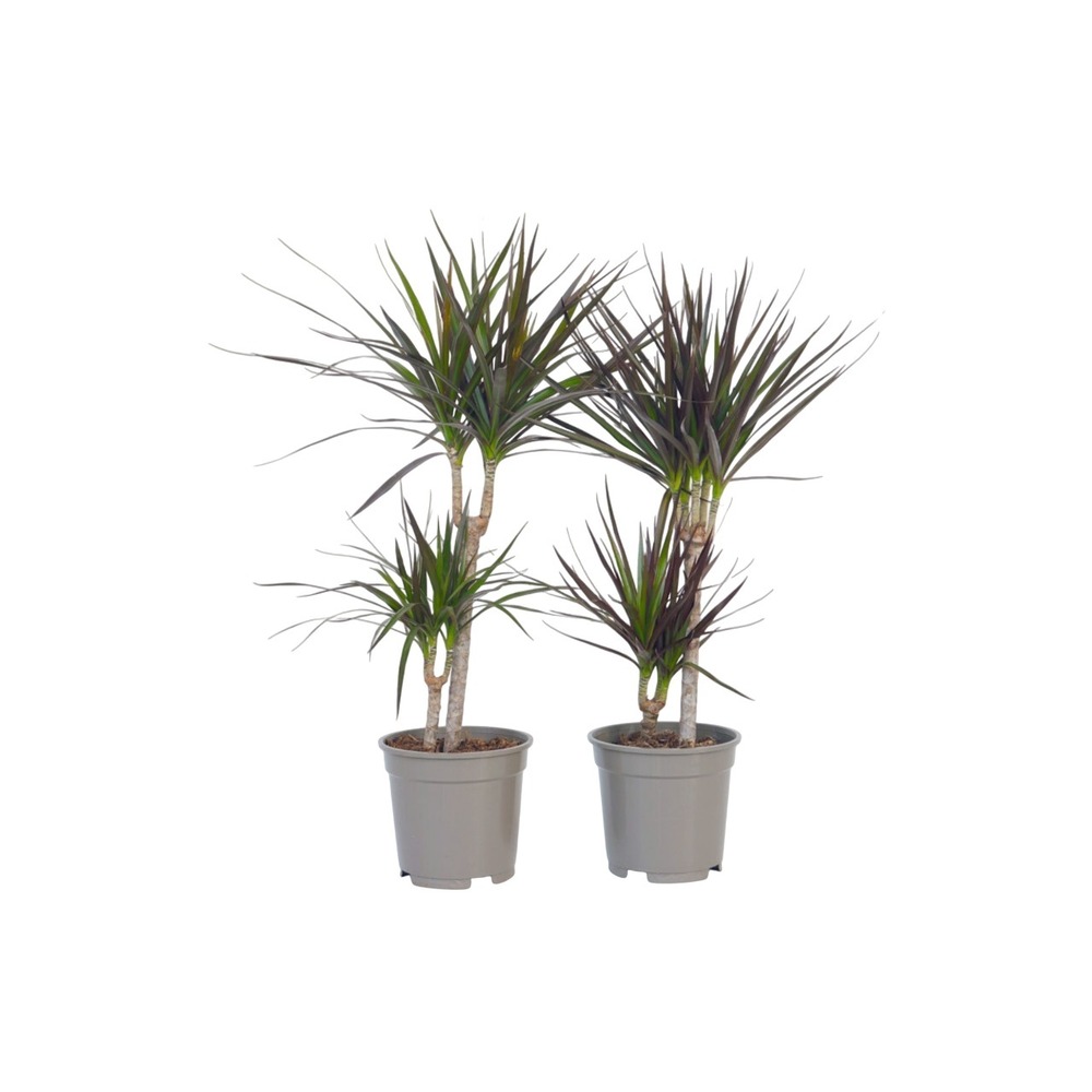 Dragonnier - set de 2 - dracaena marginata - hauteur 70-80cm - ⌀17cm