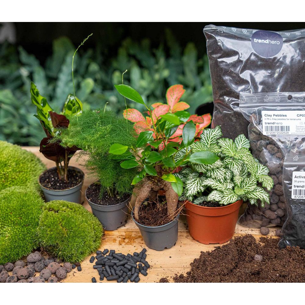 Terrarium à composer - recharge et kit de démarrage (5 plantes) - terrarium diy