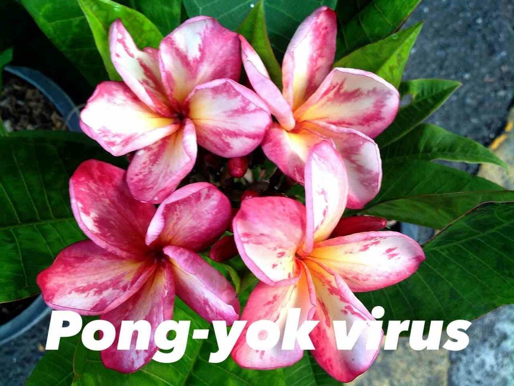 Plumeria rubra 