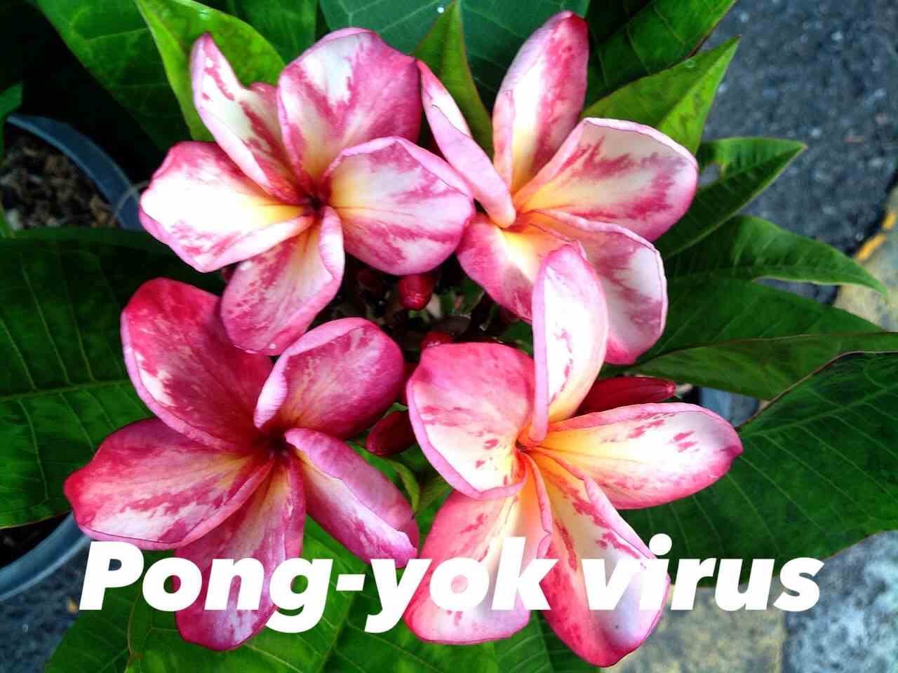 Plumeria rubra "pong yok virus" (frangipanier) taille pot de 2 litres ? 20/30 cm -   blanc/jaune/rose