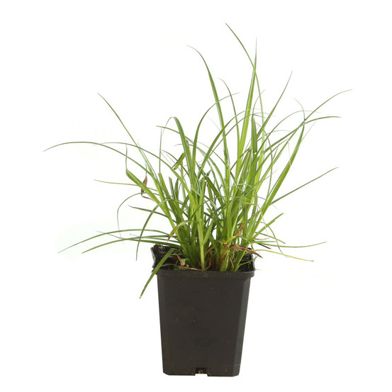Laîche elata 20cm pot 9cm - carex elata