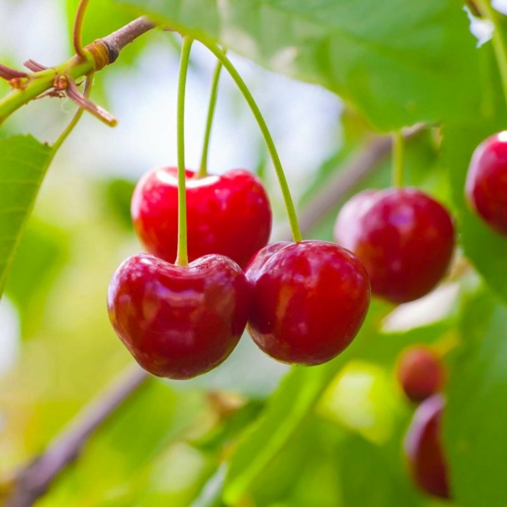 Cerisier 'Bigarreau Burlat'