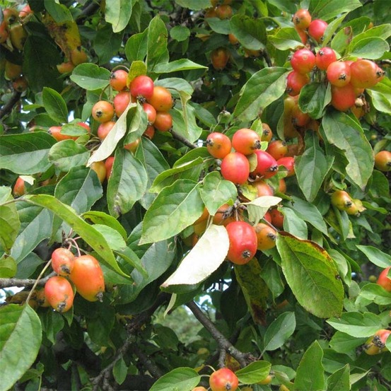 Pommier d'ornement 'john downie' pot de 4l/5l