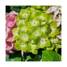 Hortensia macrophylla green ever belles® 'hortmagreclo'/hydrangea macrophylla green ever belles® 'hortmagreclo'[-]pot de 1,5l - 20/5