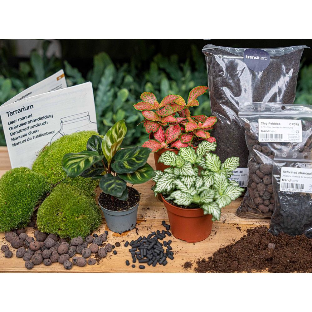 Terrarium à composer - recharge et kit de démarrage - calathea makoyana - terrarium diy