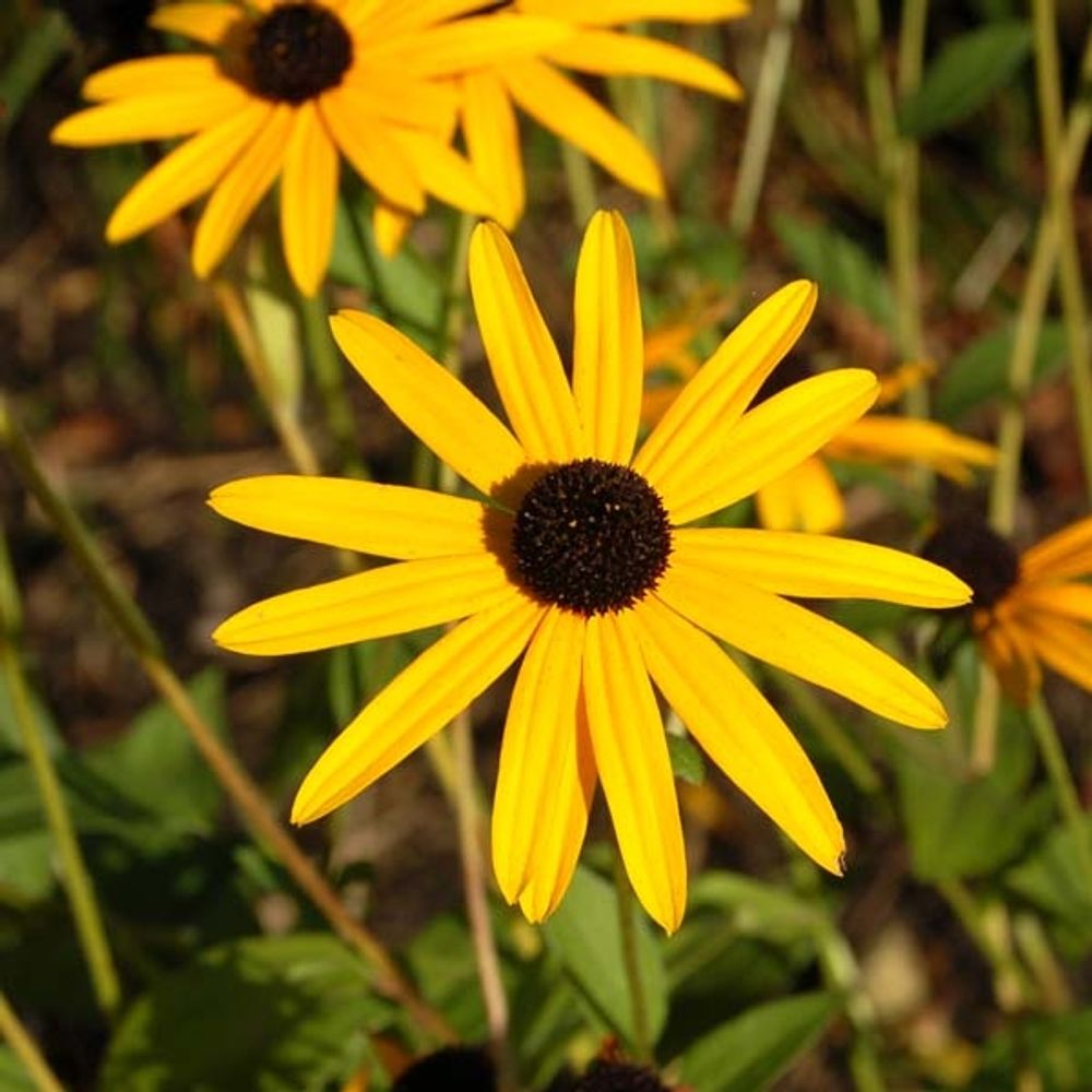 Rudbeckia fulgida 'goldsturm' pot de 2l/3l