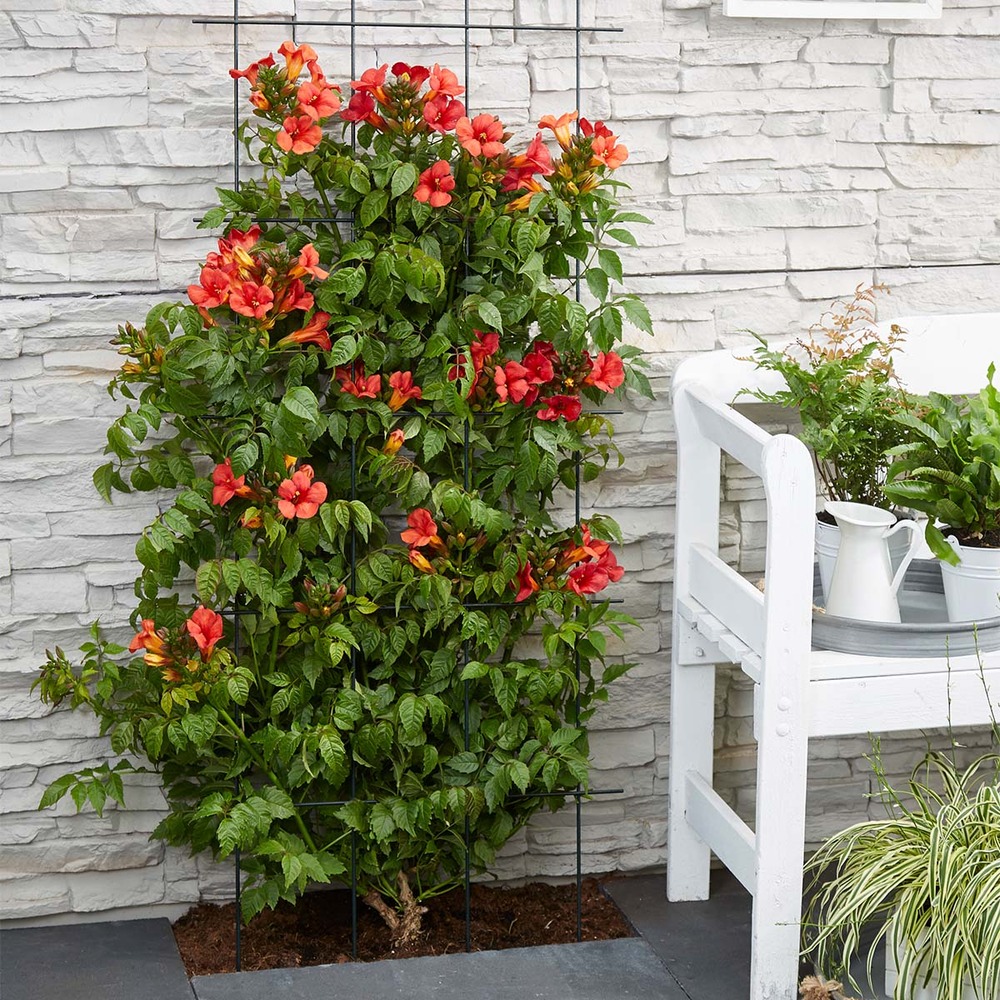 Lot de 2 - campsis radicans 'flamengo' - bignone rouge - 50-70 cm de haut - pot 15 cm