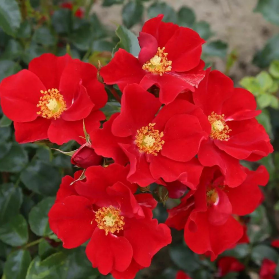 Petit rosier arbustif alexander von humboldt rouge en pot 3l