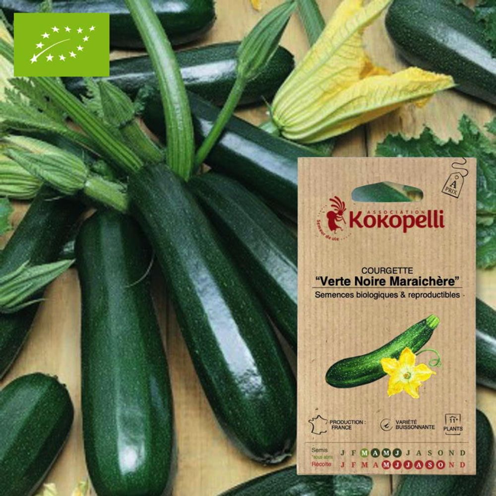 Courgette verte noire maraichère- graines bio à semer