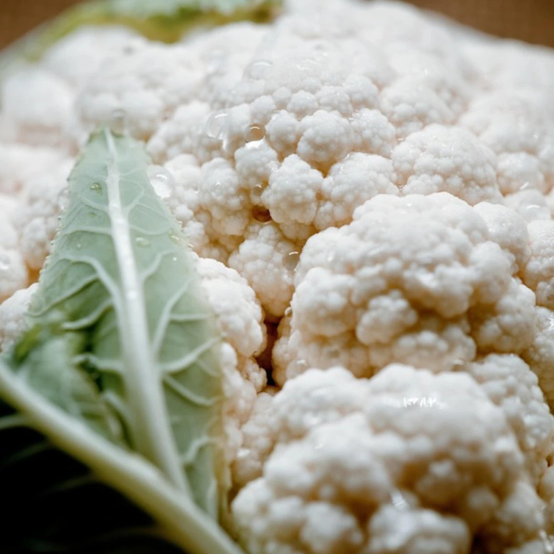 Plants de chou-fleur belot hf1 barquette de 6 mottes