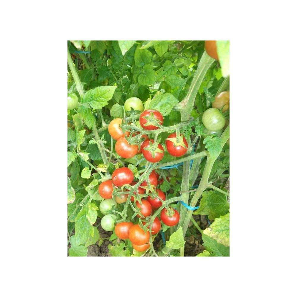 Graines de tomate cerise