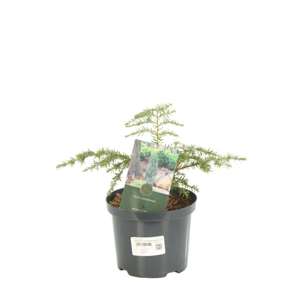 Pruche du canada golden splendor - tsuga canadensis golden splendor 15/20 cm pot 2,5l