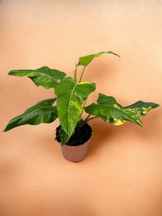 Philodendron domesticum variegata