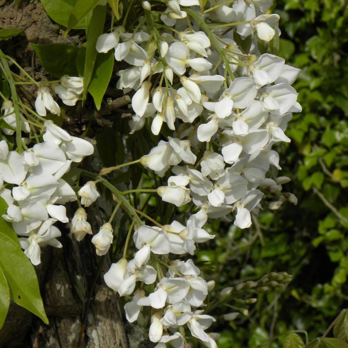 Glycine soyeuse venusta/wisteria venusta[-]pot de 6l - tipi bambou 90/150 cm