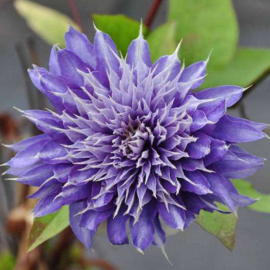 Clématite 'multi blue' - clematis 'multi blue' - 50-60 cm pot