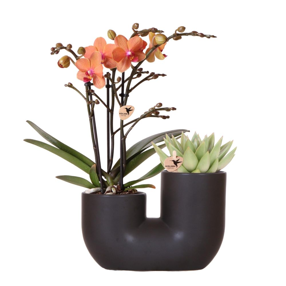 Orchidée phalaenopsis 'bolzano' orange (phalaenopsis) - set avec succulente + cache-pot décoratif - pot de 9cm - plantes d'intérieur