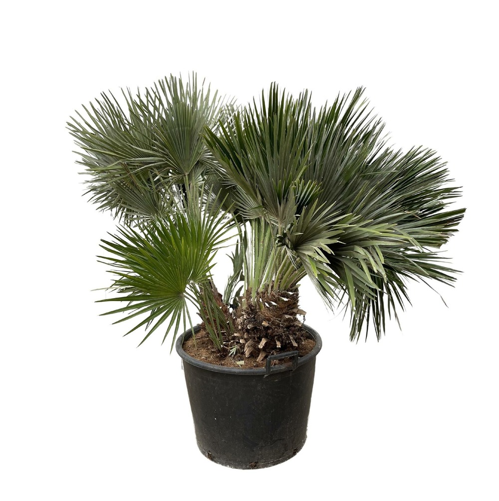 Chamaerops humilis compact - h120-180 cm - ø50-80 cm