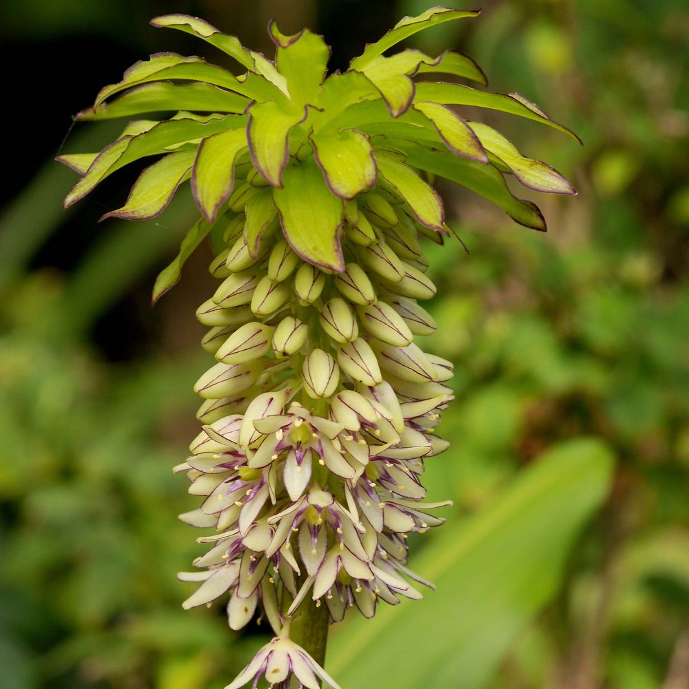 Fleur ananas pot de 2l/3l calibre 16/18
