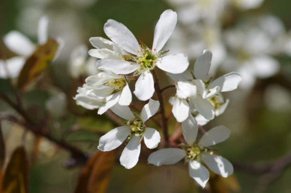 Amelanchier canadensis glenform c15l baliveau 150/250 cm (hors pot)