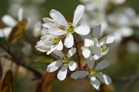Amelanchier canadensis glenform c15l baliveau 150/250 cm (hors pot)