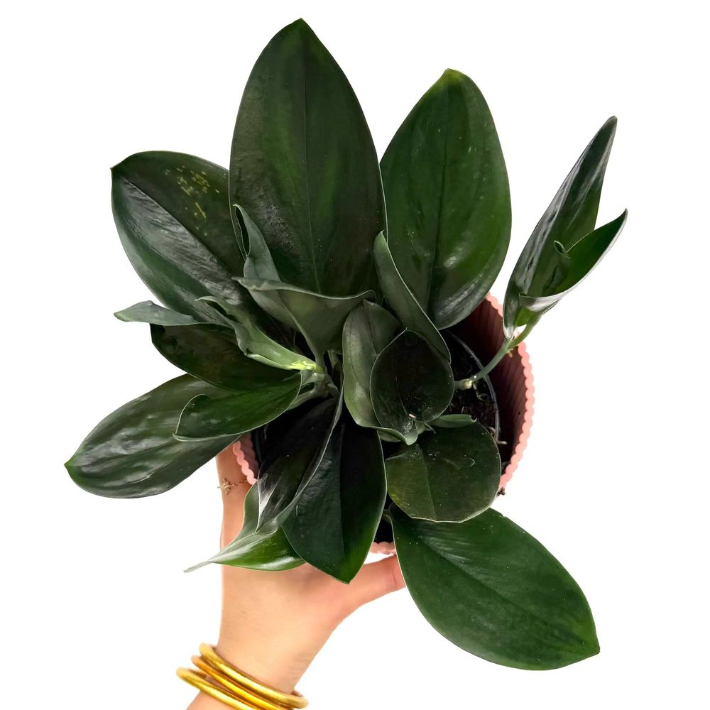 Scindapsus treubii dark form - pot de 12cm