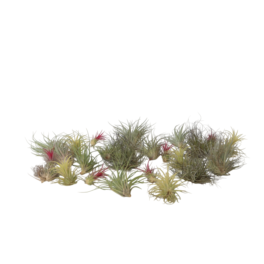 Plante aérienne - set de 24 - tillandsia - hauteur 5-15cm - ⌀5cm