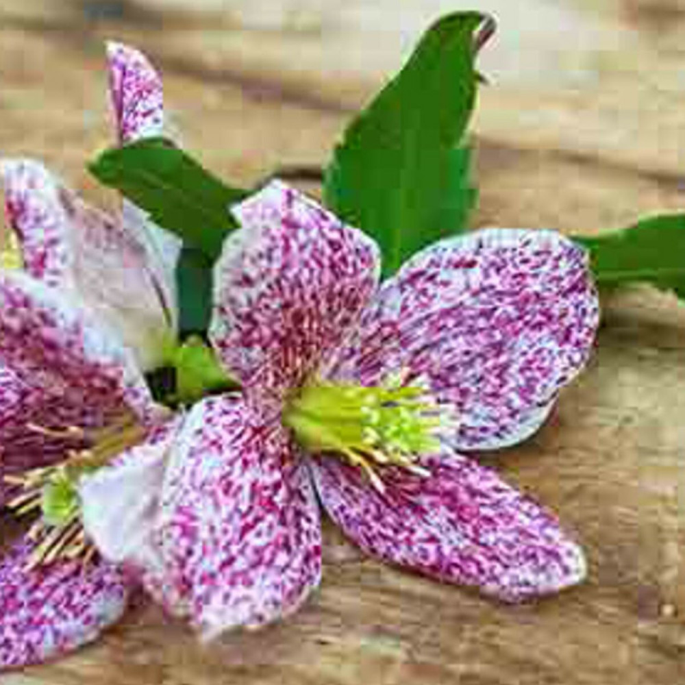 Clématite cireuse cirrhosa freckles pot de 3l - echelle bambou 60/120 cm