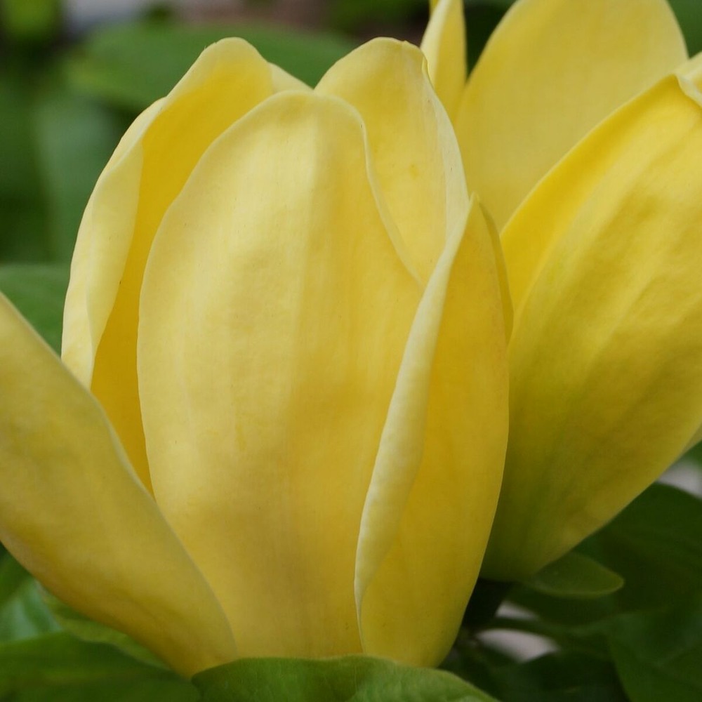 Magnolia yellow bird pot de 5l - touffe
