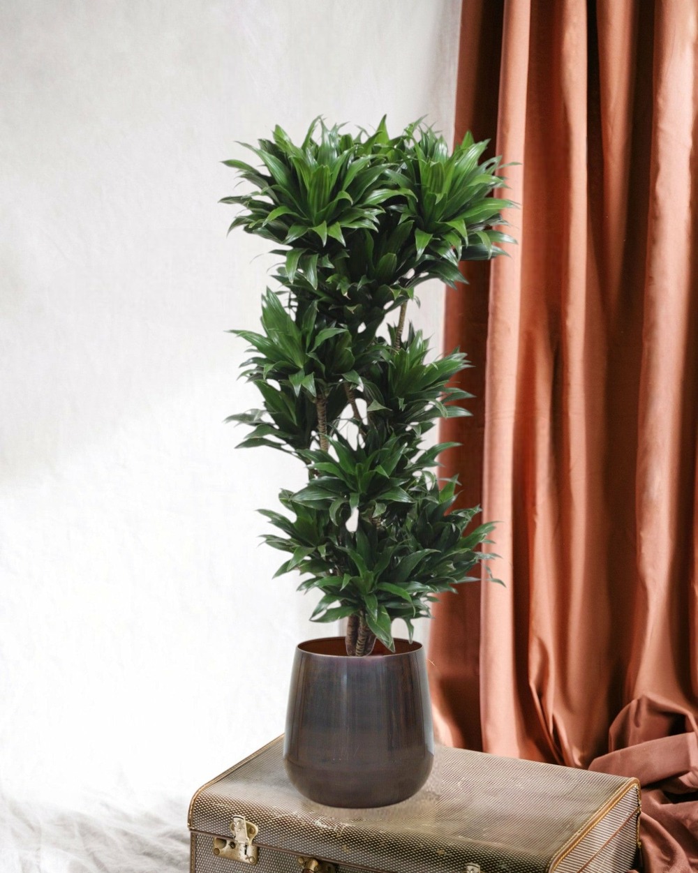 Dracaena compacta 140cm - plante d'intérieur