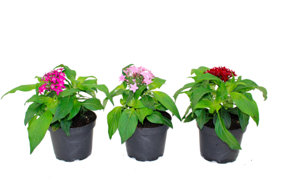 Pentas pot 10,5 cm