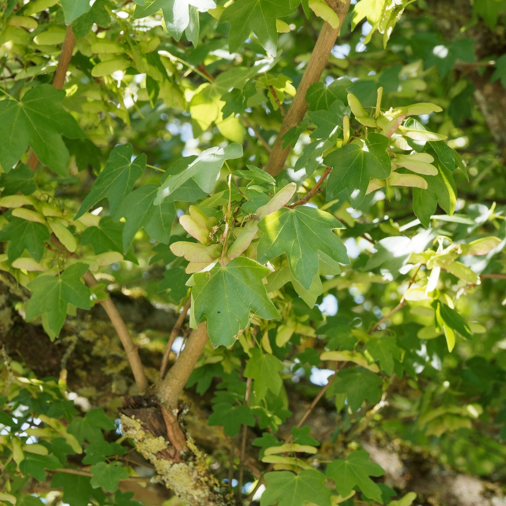 Erable champêtre - le pot / 2l / hauteur livrée 80-100cm