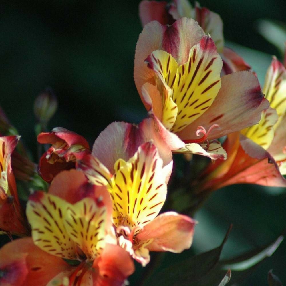 Alstrœmères brissac, lis des incas lot de 9 godets