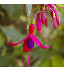 Fuchsia de magellan 'genii' pot de 2l/3l